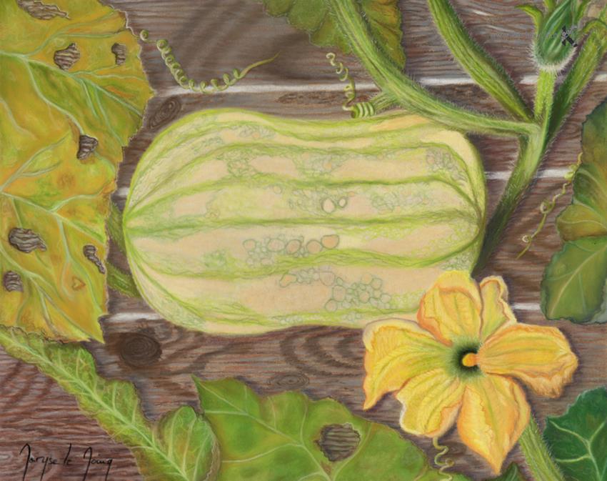 drawing - calligraphy - Butternut from the garden - Le Moing Maryse